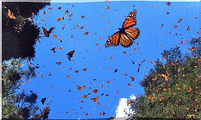 butterflies in the sky