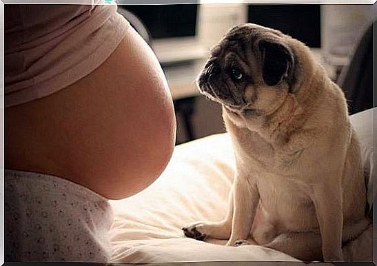 Having a dog during pregnancy has its benefits.