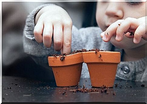 How to grow a plant from seeds at home?