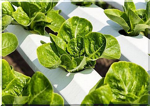 Recommendations for Successful Hydroponic Growing at Home