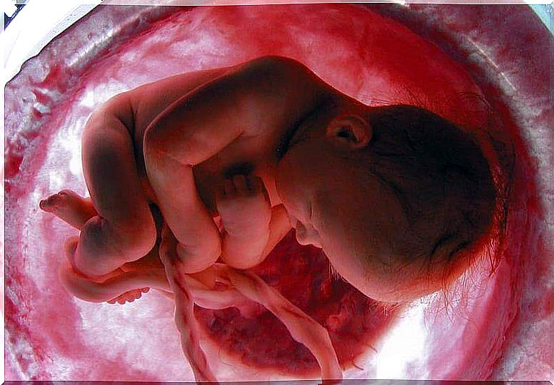 Placenta, cordão umbilical e saco vitelino