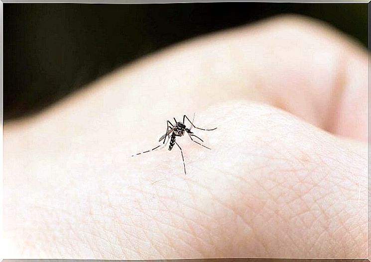 What can I do if my child is always bitten by mosquitoes?